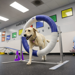 Agility Program