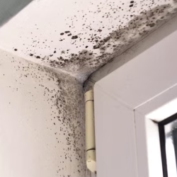 Mold Removal and Remediation Services