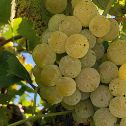 White Wine