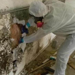 Mold Remediation and Restoration