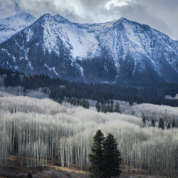 Conservation in Action