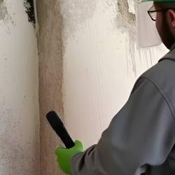 Mold Removal