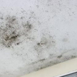 Mold Inspection