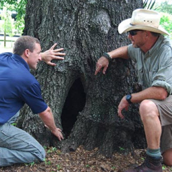 Arborist Assessments