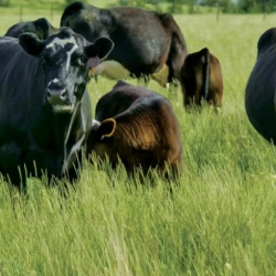 Pasture Management