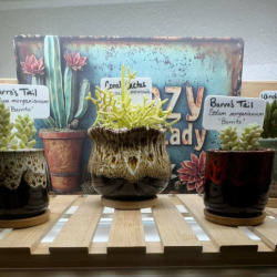 Succulents