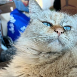 Kitten and Cat Adoption