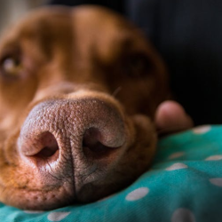 Puppy and Dog Adoption