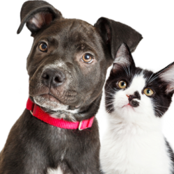 Become a Foster “Pawrent