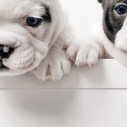 Pet Friendly