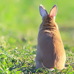 BeCrueltyFree