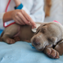 Puppy and Kitten Care