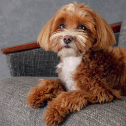Pet Oncology
