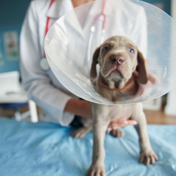 Pet Surgical Services