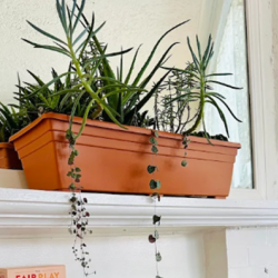 Couples and Relationship Therapy