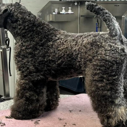 Full Groom