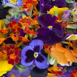Edible Flowers