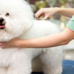 Veterinary Acupuncture