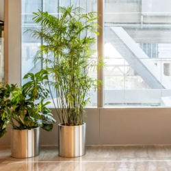 Commercial Indoor Plant Care