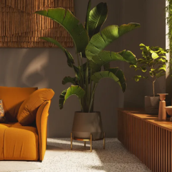 Residential Indoor Plant Care