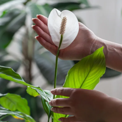 Schedule a Complimentary Plant Assessment