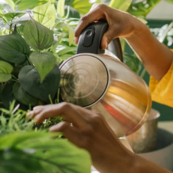 Fertilization and Seasonal Care