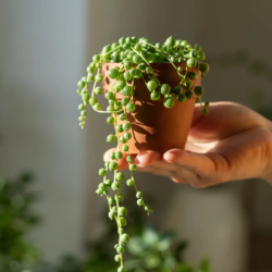 Plant Rotation and Light Adjustments