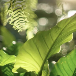 Pruning, Dead Leaf Removal, and Shaping