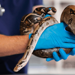 Exotic Pet Owners