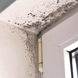 Mold Removal and Remediation