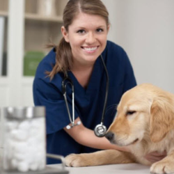 Pet Microchipping Services
