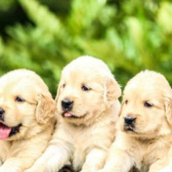 Pet Breeding Services
