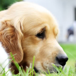 Pet Boarding Services