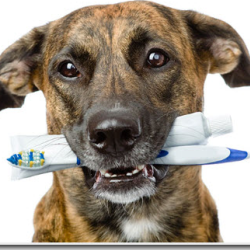 Pet Dental Care