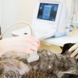 Pet Diagnostic Imaging
