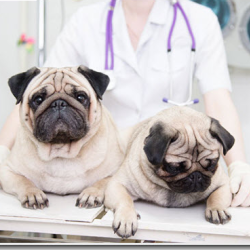 Pet Vaccinations