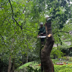 Tree Maintenance & Trimming