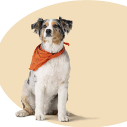 Health & Pet Insurance