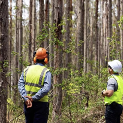 Forest Management Plan & Execution