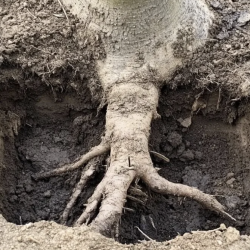 Root Excavation & Inspection