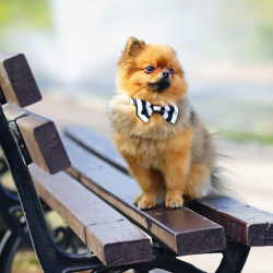 Pet Grooming