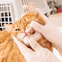 Dental Care