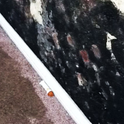 Mold Removal and Remediation