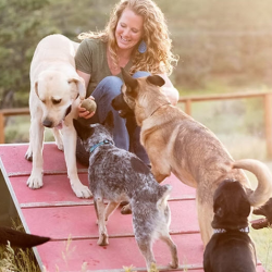 Adult Dog Programs