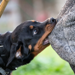 Dog Bite Legal Representation