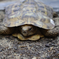 Upland Wildlife Festival