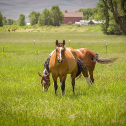 Horse Boarding