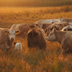 Cattle Nutrition Products