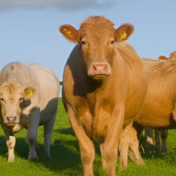 Farm Insurance
