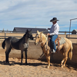 Horse Training